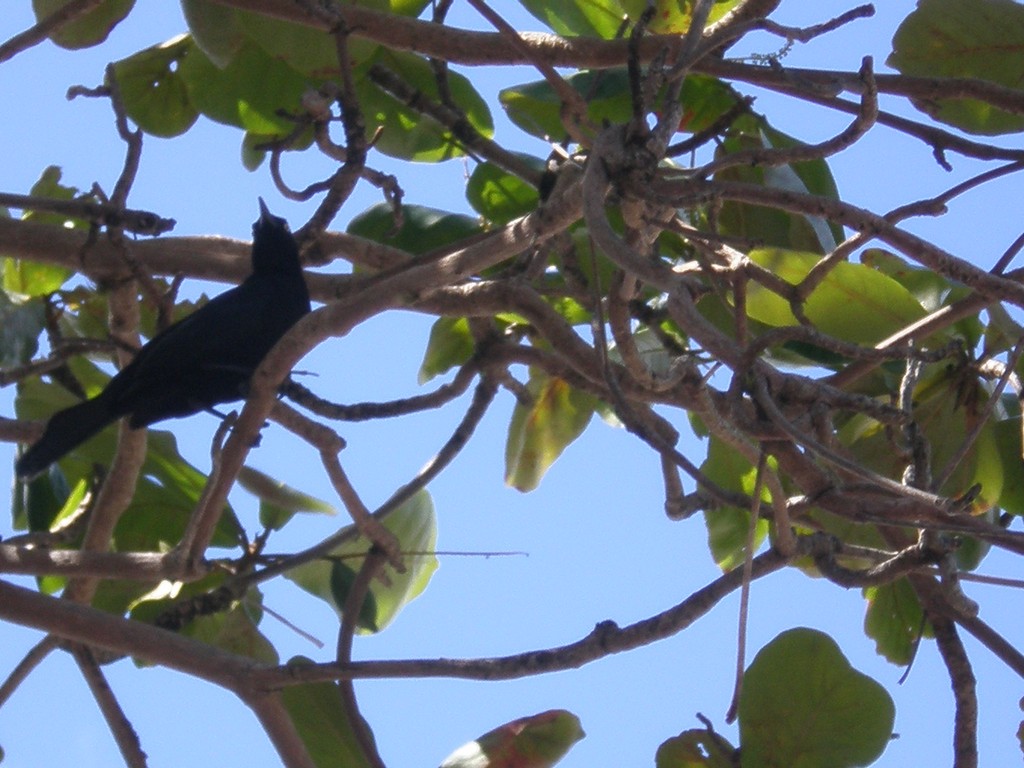 L'oiseau typique des Antilles