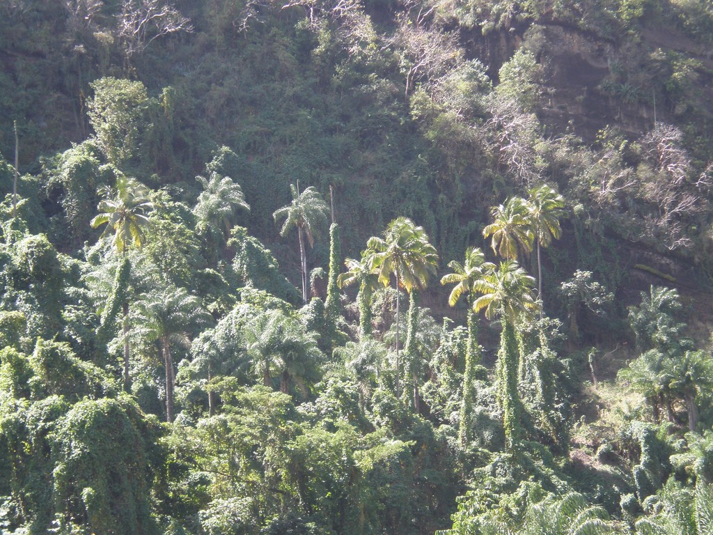 Végétation luxuriante des Antilles