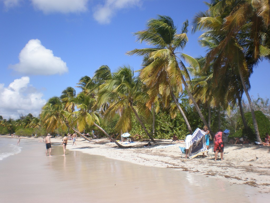 Les Palmiers des salines en Martinique