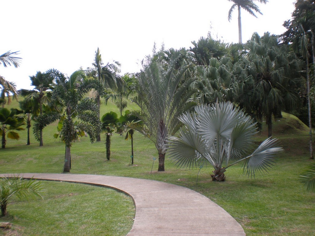 Le parc de l'habitation clément Martinique
