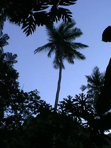 Grandiose le palmier des Antilles