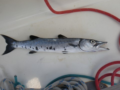 Belle pêche en croisière