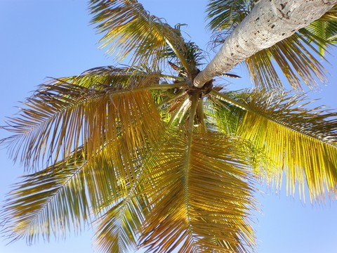 le mitique palmier des Antilles