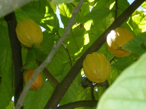 Fruit exotique de Antilles