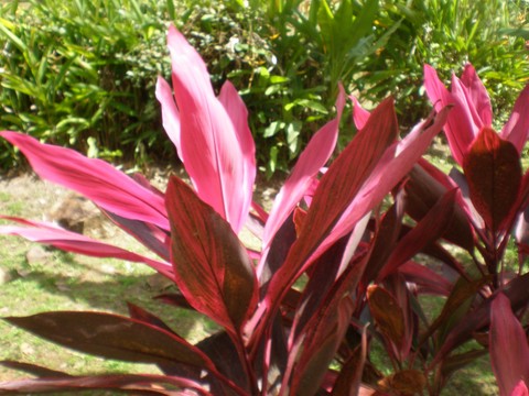 la beautée des Antilles