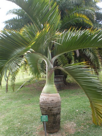 un palmier de l'habitation Clément