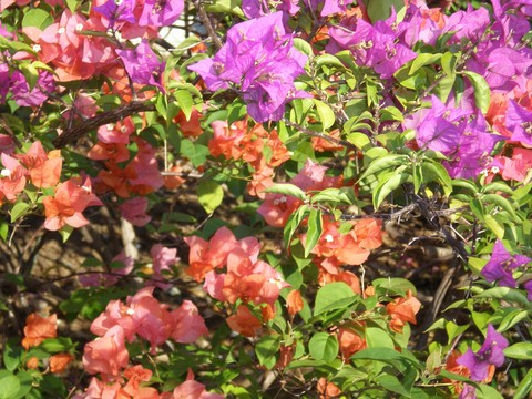 Couleur des fleurs aux antilles