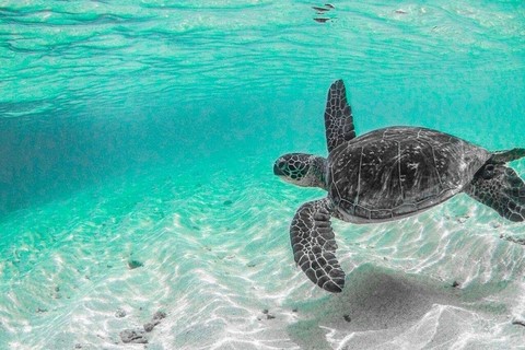 Nager avec les tortue dans les grenadines
